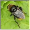 Merodon equestris - Narzissenschwebfliege 22.jpg